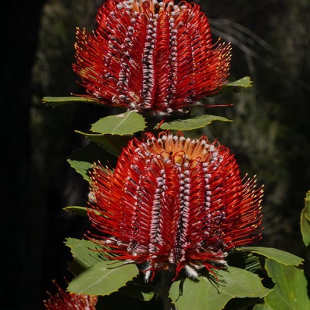 Banksia coccinea